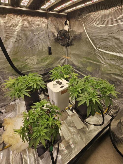 Desfran, the master plan. Week 5