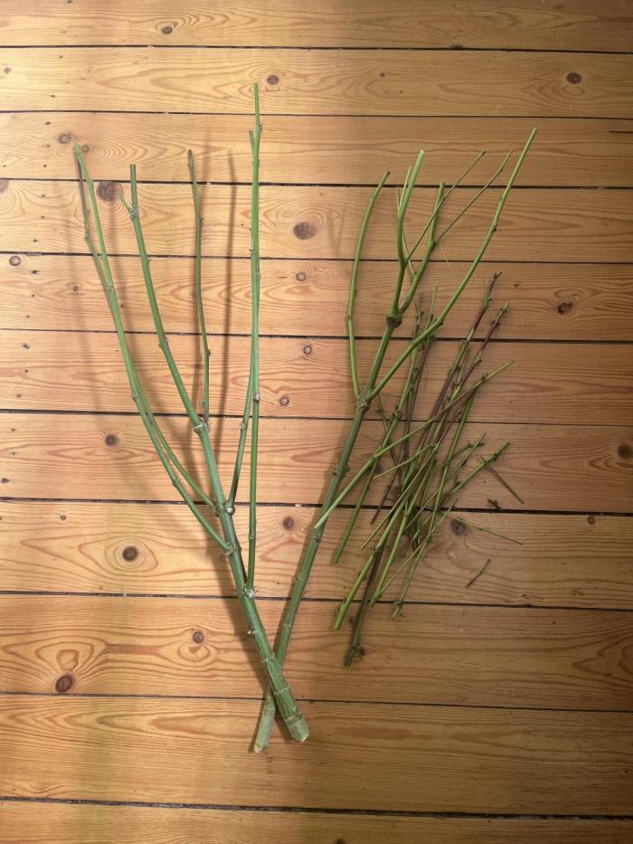 Bakerman - Living Soil -. Week 16