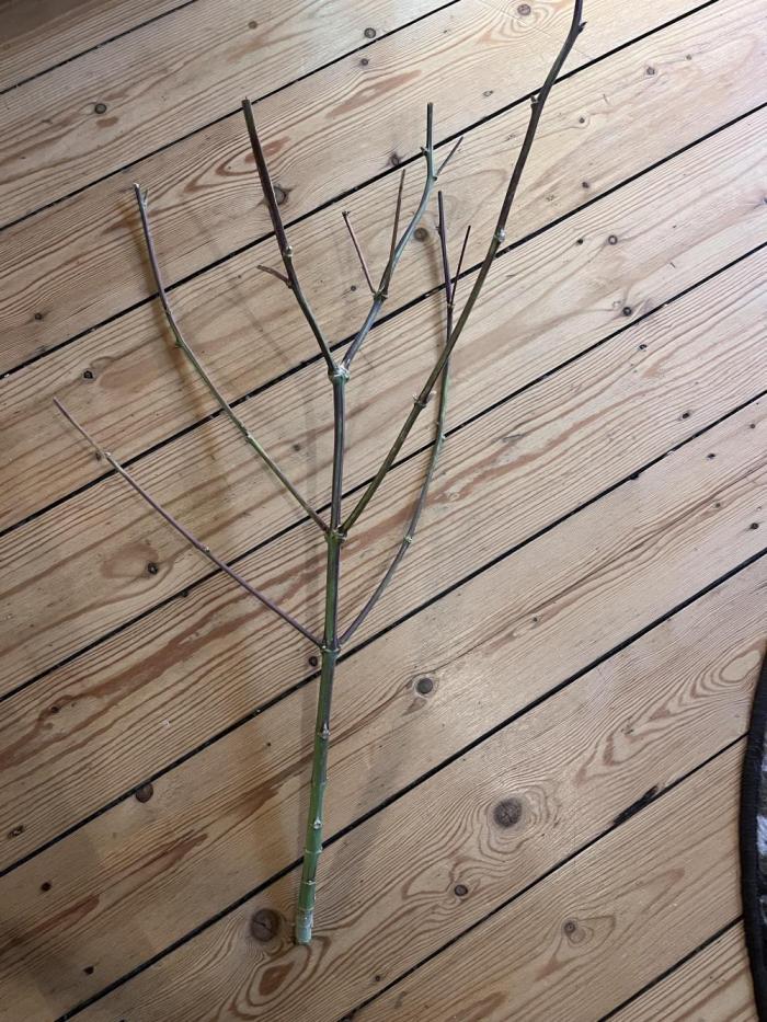 Bakerman - Living Soil -. Week 16