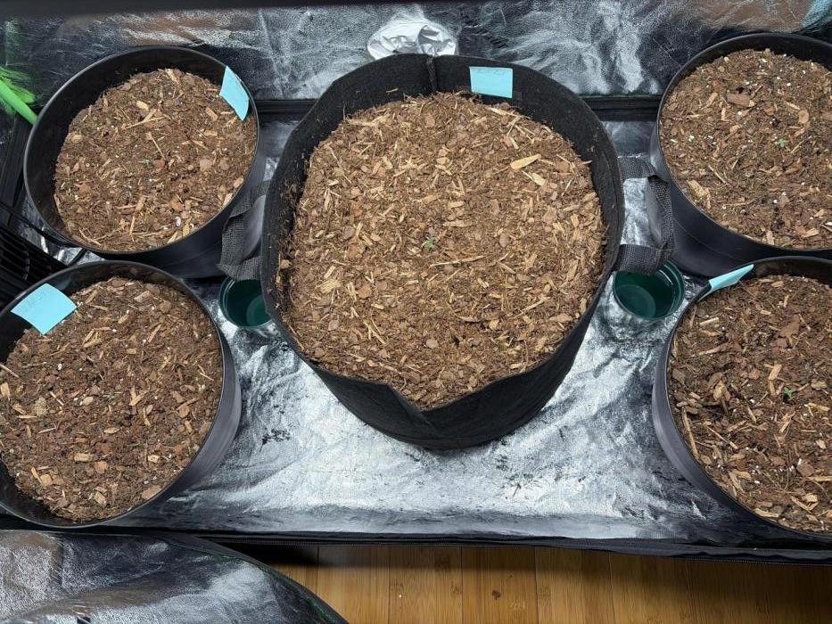 Auto Run. Week 1 - Roughly a week after popping. 