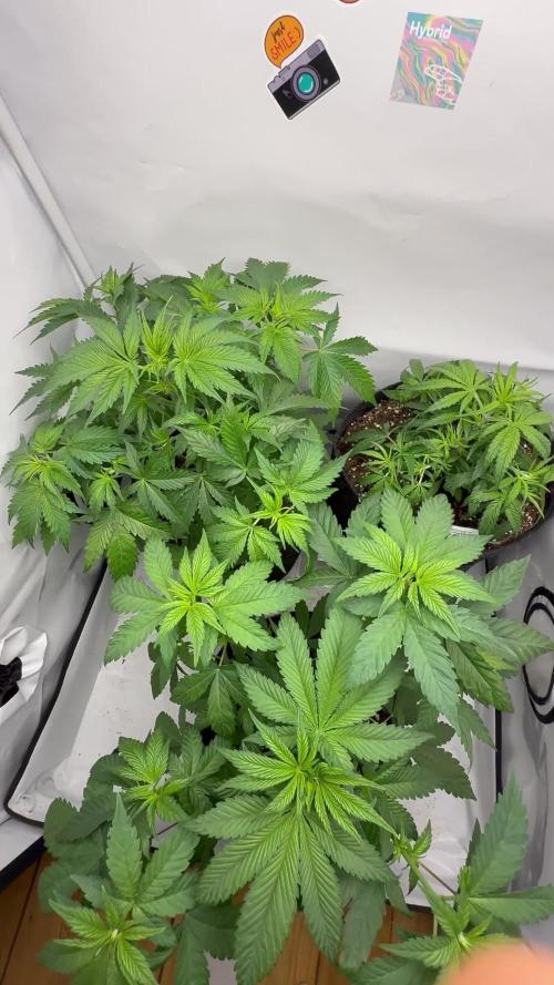 42fast Buds FF 3Strain Indoor 80x80