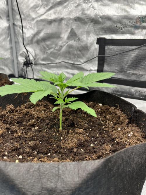 Scarlet Flame by WaffleTerps. Week 2