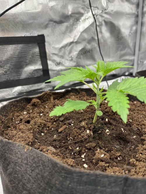 Scarlet Flame by WaffleTerps. Week 2