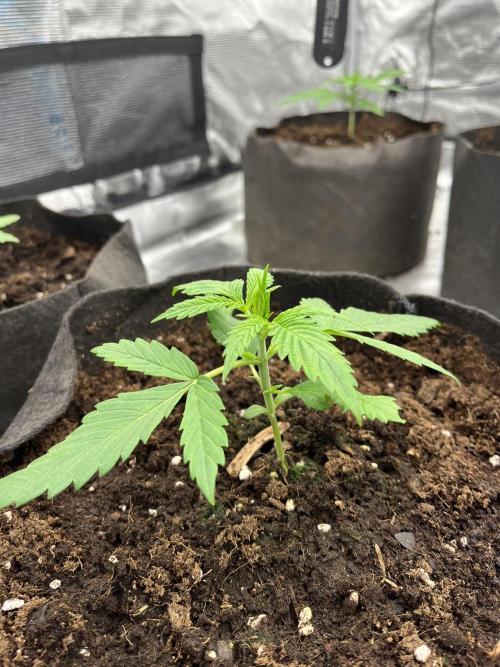 Scarlet Flame by WaffleTerps. Week 2