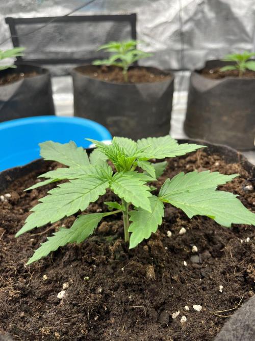 Scarlet Flame by WaffleTerps. Week 2