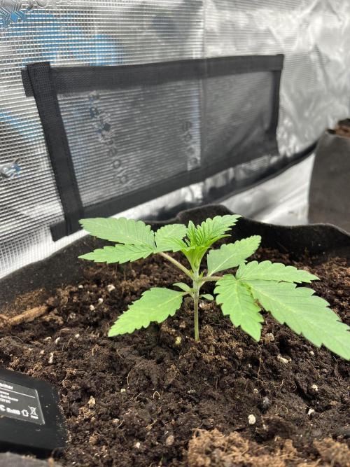 Scarlet Flame by WaffleTerps. Week 2