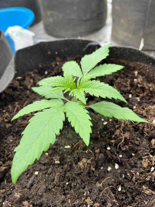 Scarlet Flame by WaffleTerps. Week 2