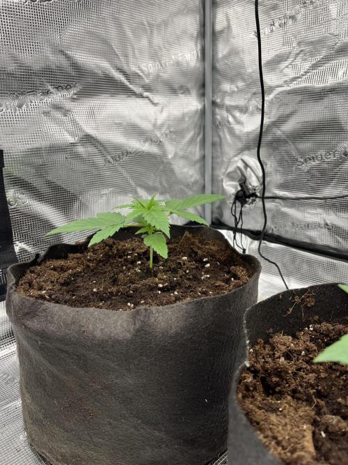 Scarlet Flame by WaffleTerps. Week 2