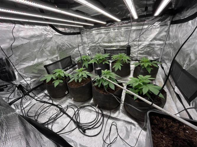 Scarlet Flame by WaffleTerps. Week 3