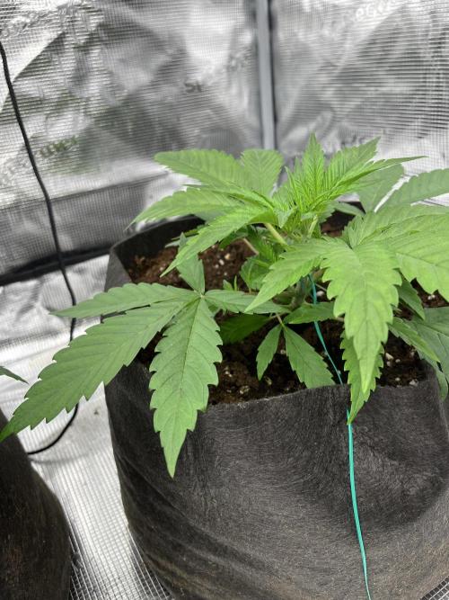 Scarlet Flame by WaffleTerps. Week 3