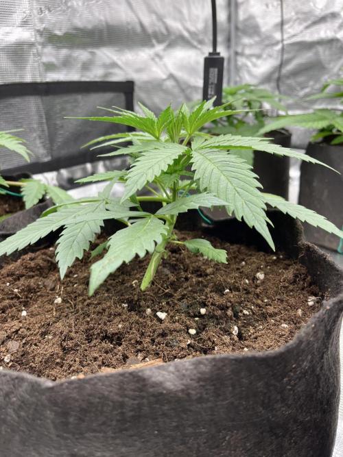 Scarlet Flame by WaffleTerps. Week 3