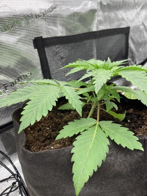 Scarlet Flame by WaffleTerps. Week 3