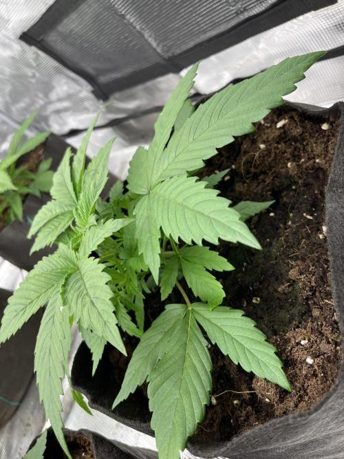 Scarlet Flame by WaffleTerps. Week 3