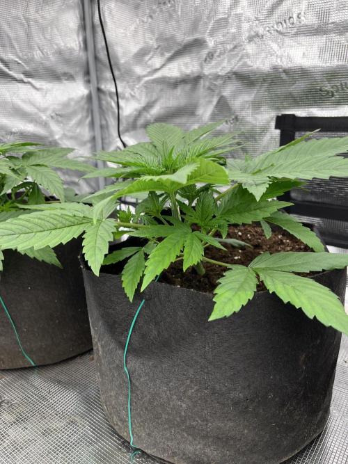 Scarlet Flame by WaffleTerps. Week 3