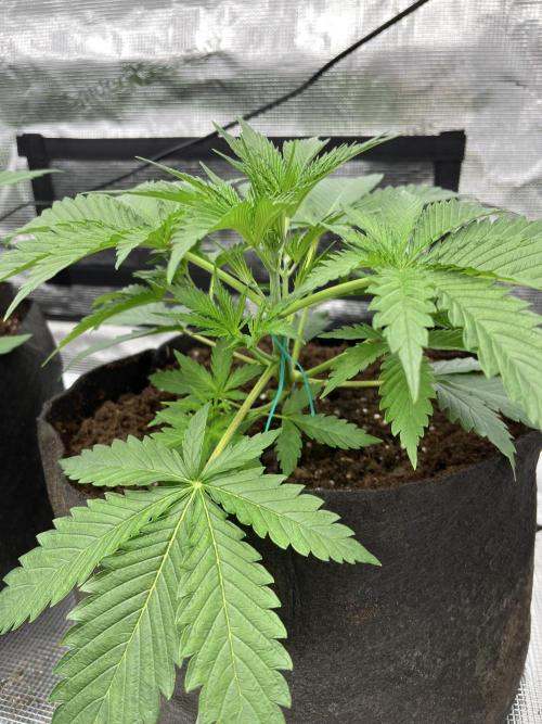 Scarlet Flame by WaffleTerps. Week 3