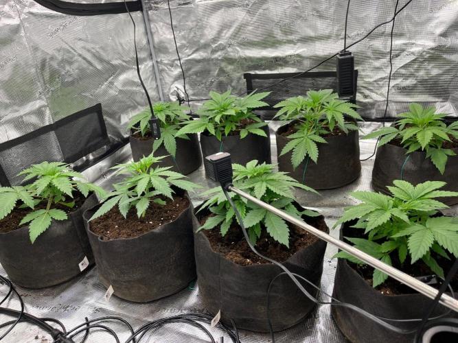 Scarlet Flame by WaffleTerps. Week 3