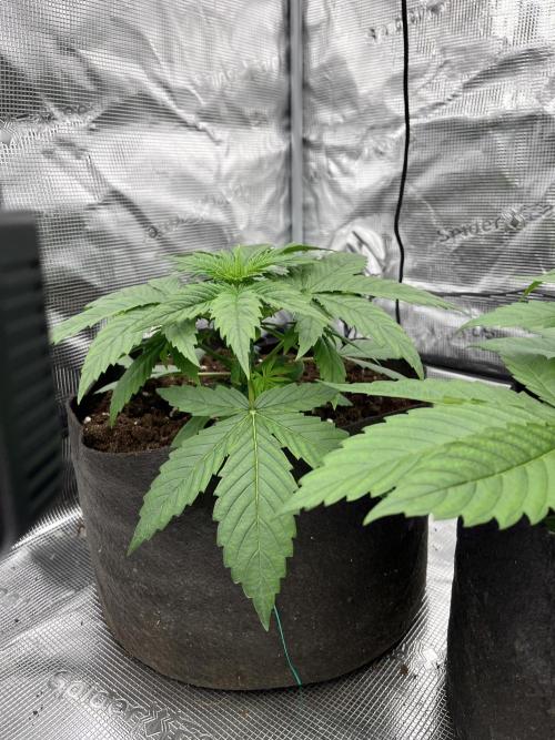 Scarlet Flame by WaffleTerps. Week 3