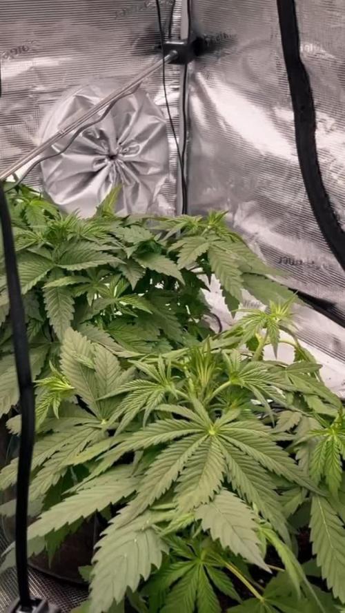 Scarlet Flame by WaffleTerps