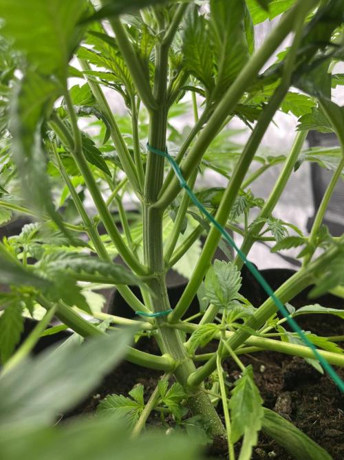 Scarlet Flame by WaffleTerps. Week 4