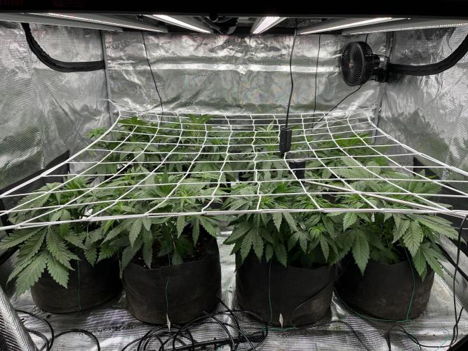 Scarlet Flame by WaffleTerps. Week 4