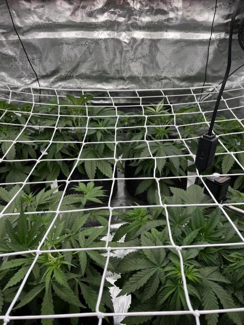 Scarlet Flame by WaffleTerps. Week 4