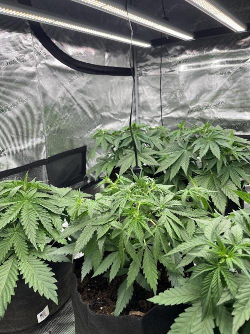 Scarlet Flame by WaffleTerps. Week 4