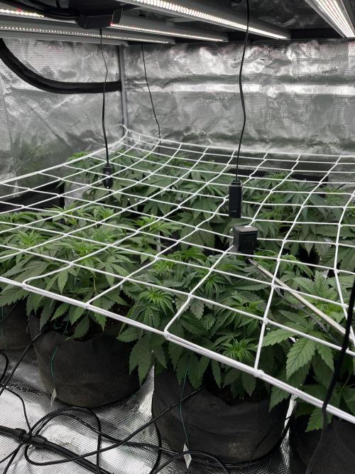 Scarlet Flame by WaffleTerps. Week 4