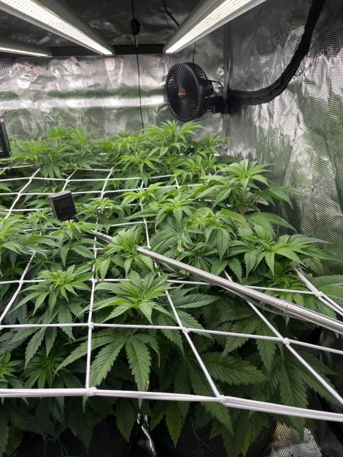 Scarlet Flame by WaffleTerps. Week 5