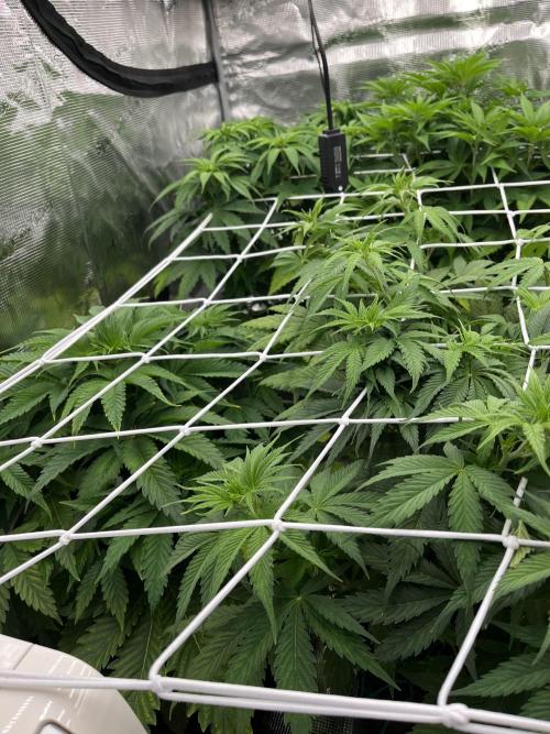 Scarlet Flame by WaffleTerps. Week 5