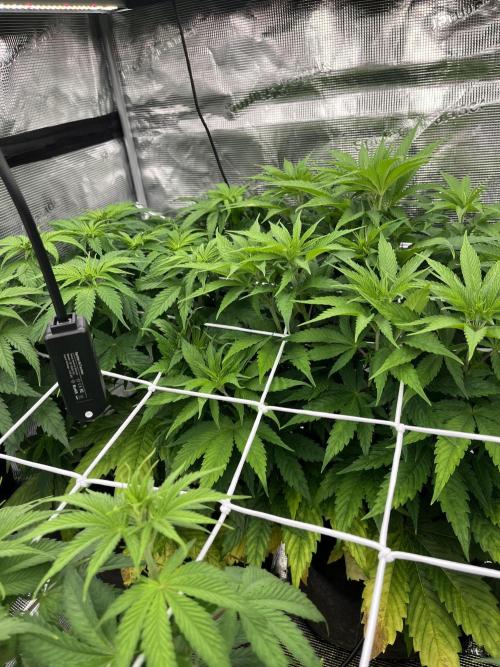 Scarlet Flame by WaffleTerps. Week 5