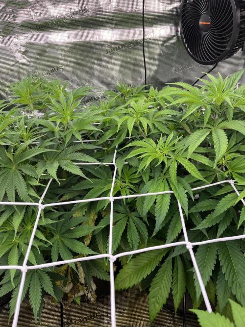 Scarlet Flame by WaffleTerps. Week 5