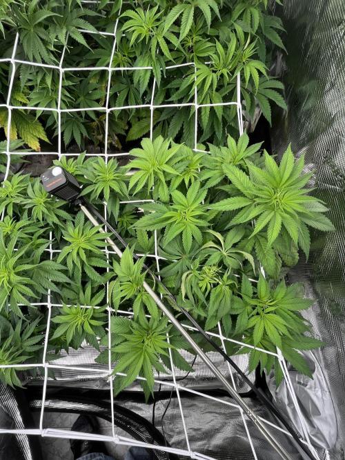 Scarlet Flame by WaffleTerps. Week 5