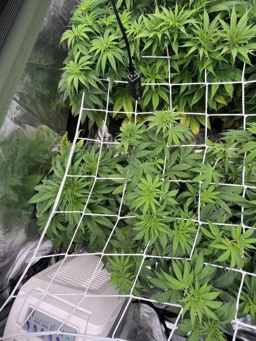 Scarlet Flame by WaffleTerps. Week 5