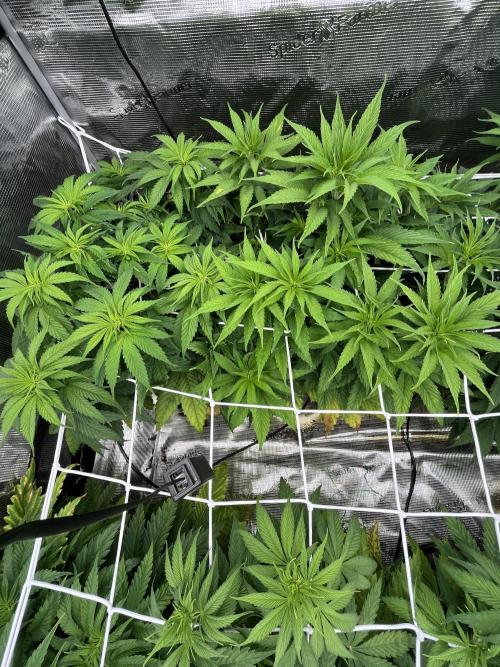 Scarlet Flame by WaffleTerps. Week 5