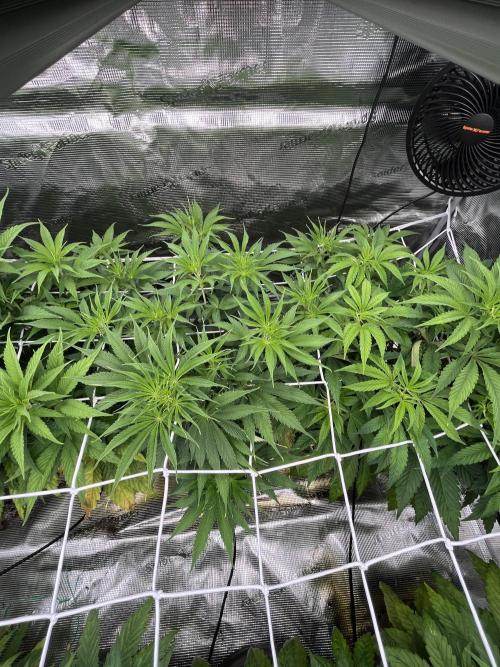 Scarlet Flame by WaffleTerps. Week 5