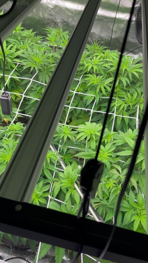 Scarlet Flame by WaffleTerps