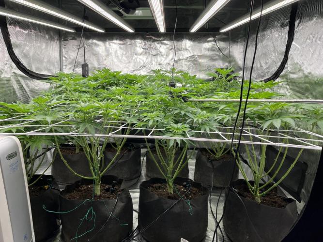 Scarlet Flame by WaffleTerps. Week 6