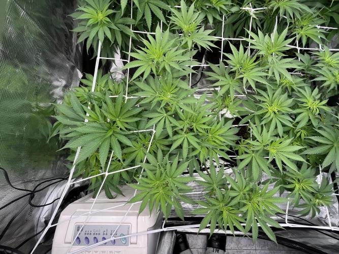 Scarlet Flame by WaffleTerps. Week 6