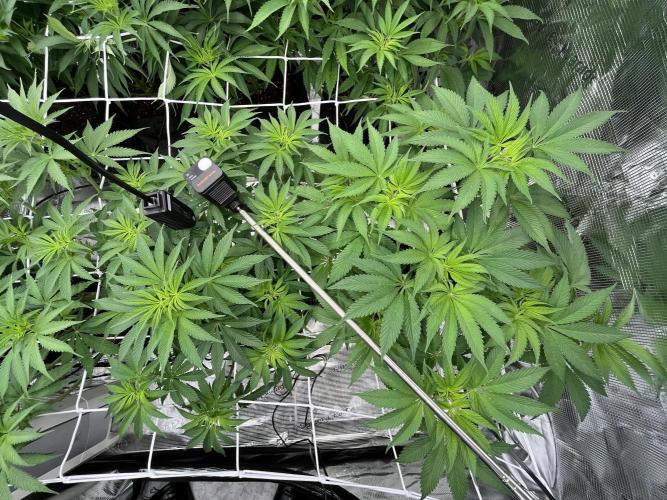 Scarlet Flame by WaffleTerps. Week 6