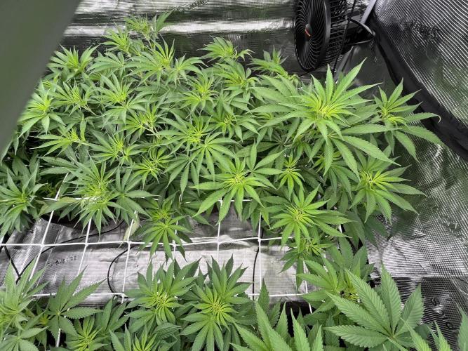 Scarlet Flame by WaffleTerps. Week 6