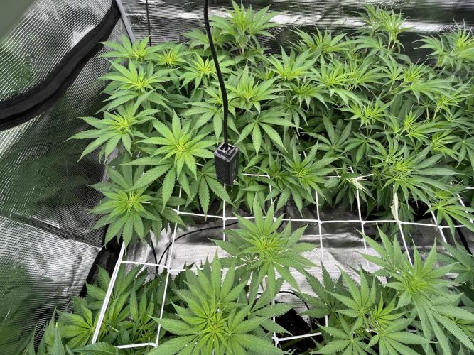 Scarlet Flame by WaffleTerps. Week 6