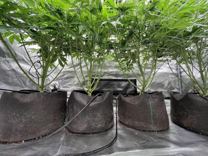 Scarlet Flame by WaffleTerps. Week 6