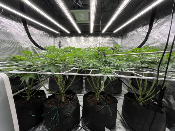 Scarlet Flame by WaffleTerps. Week 6