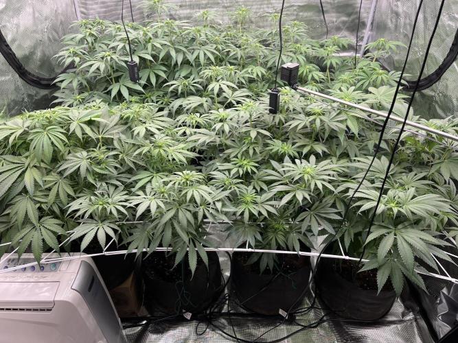 Scarlet Flame by WaffleTerps. Week 7