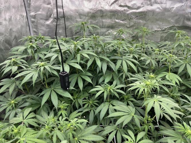 Scarlet Flame by WaffleTerps. Week 7