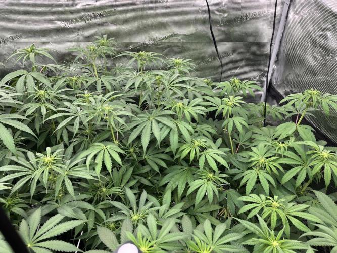 Scarlet Flame by WaffleTerps. Week 7