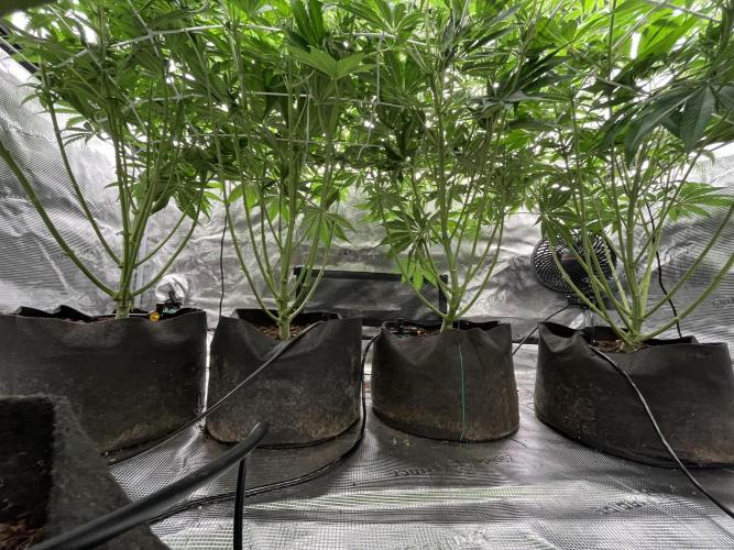 Scarlet Flame by WaffleTerps. Week 7