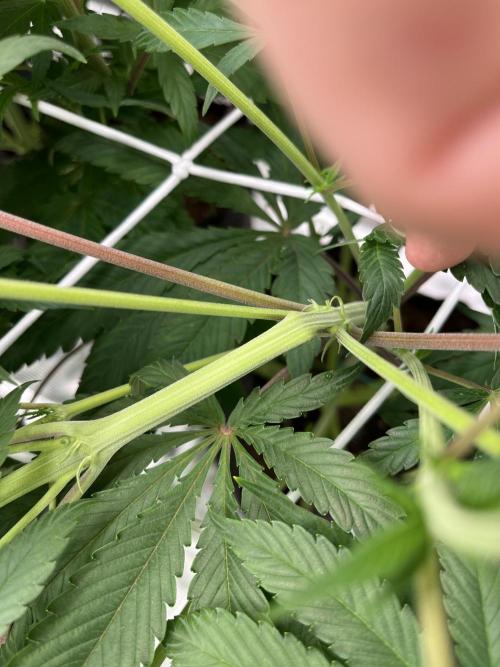 Scarlet Flame by WaffleTerps. Week 7