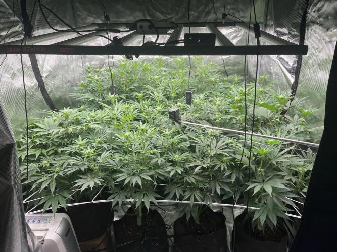 Scarlet Flame by WaffleTerps. Week 8