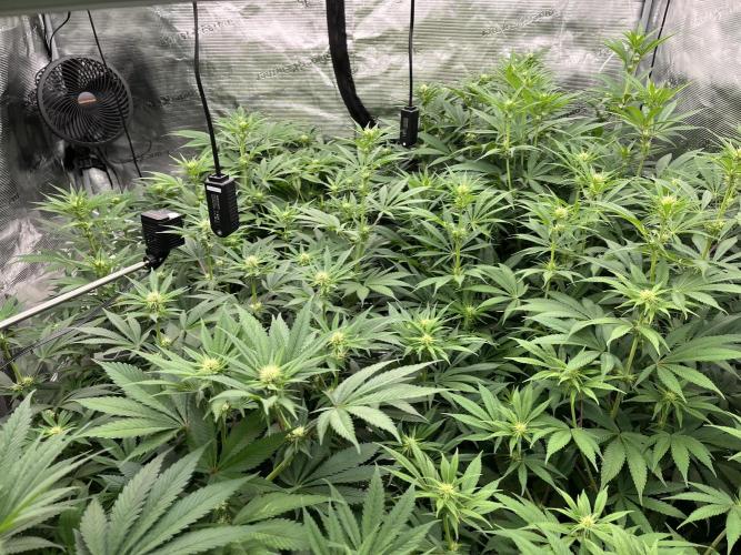 Scarlet Flame by WaffleTerps. Week 8